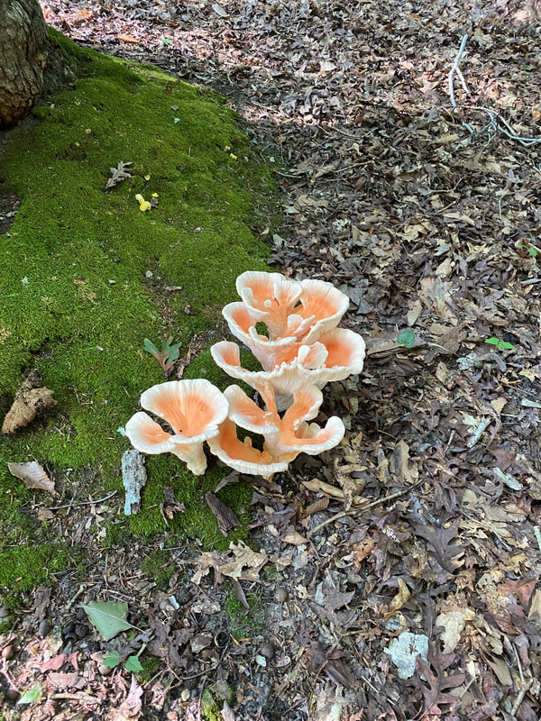 Virginia Forest Mushroom